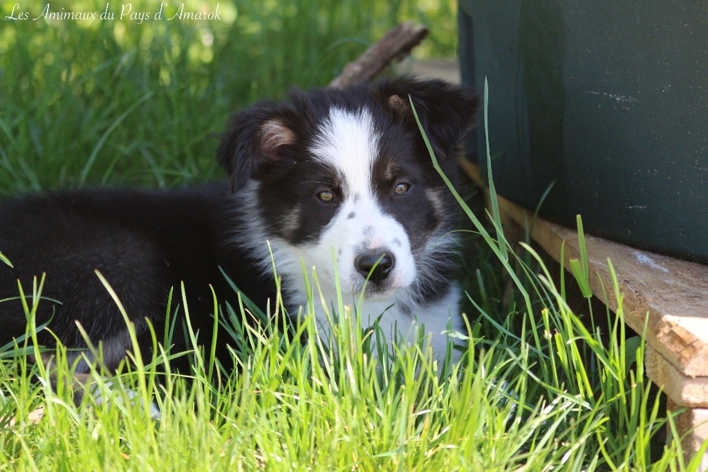 Du Pays D'Amarok - Chiots disponibles - Border Collie