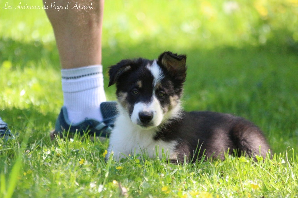 Du Pays D'Amarok - Chiots disponibles - Border Collie