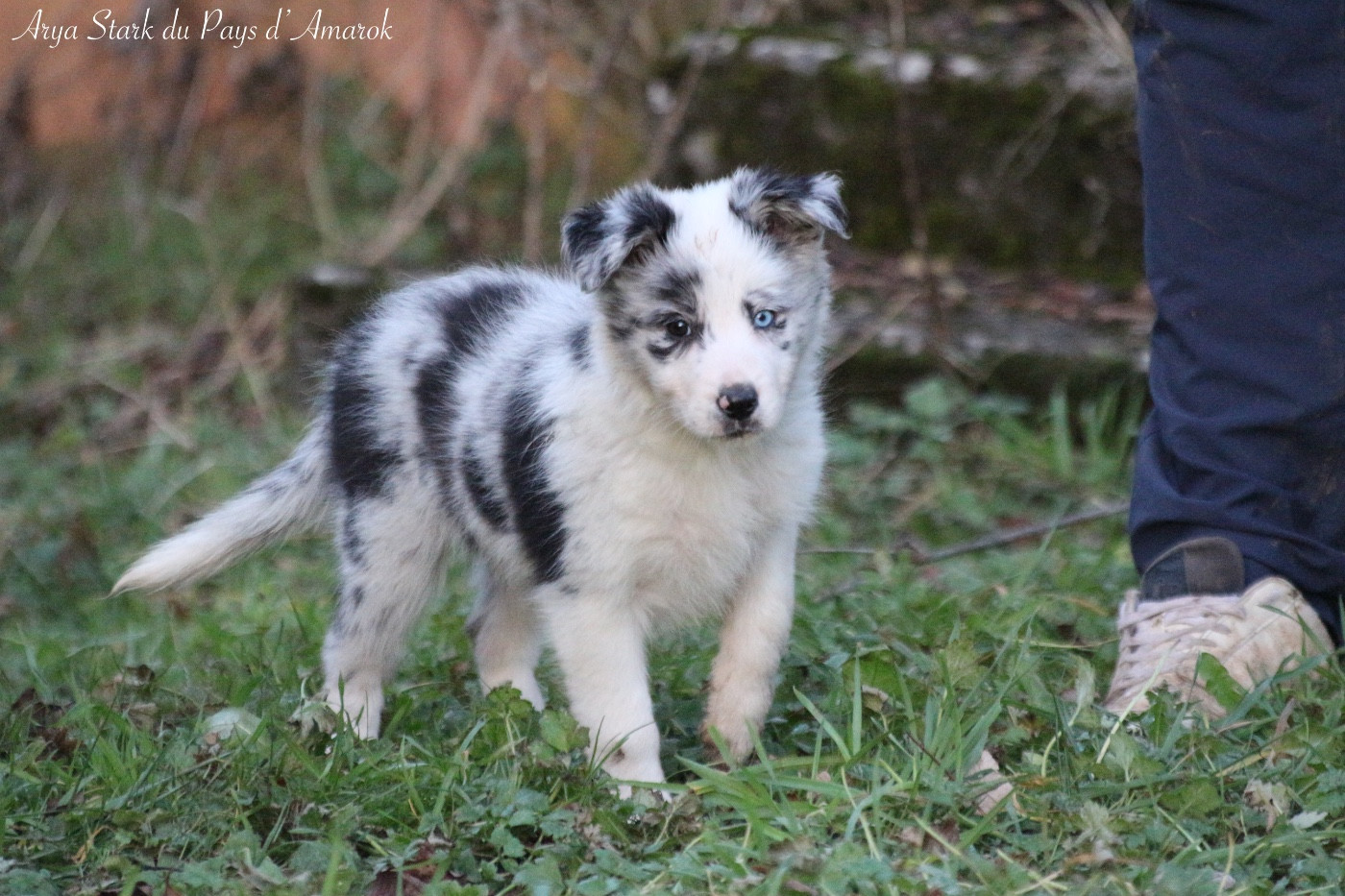 Du Pays D'Amarok - Chiots disponibles - Border Collie