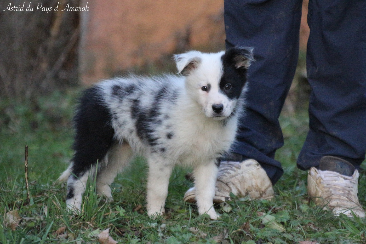 Du Pays D'Amarok - Chiots disponibles - Border Collie