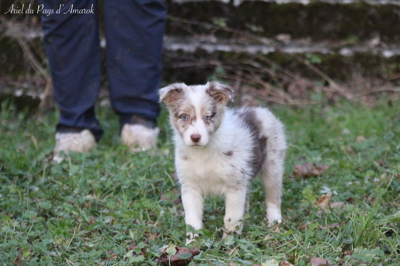 Du Pays D'Amarok - Chiots disponibles - Border Collie