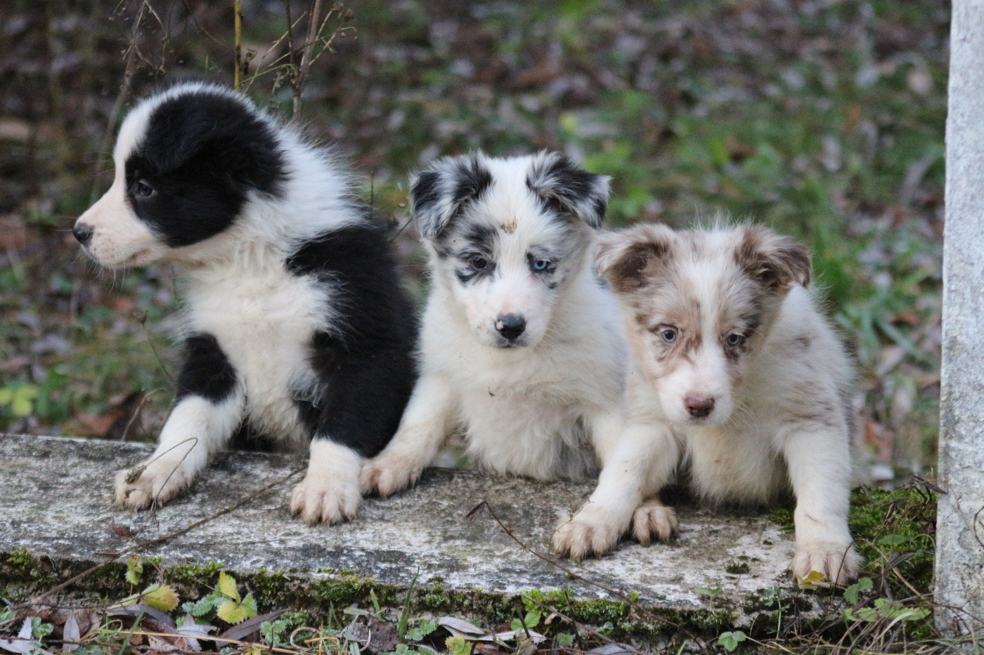 Chiot Border Collie Du Pays D'Amarok