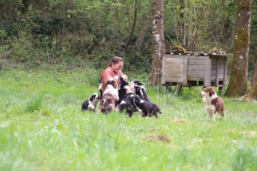 Chiot Border Collie Du Pays D'Amarok