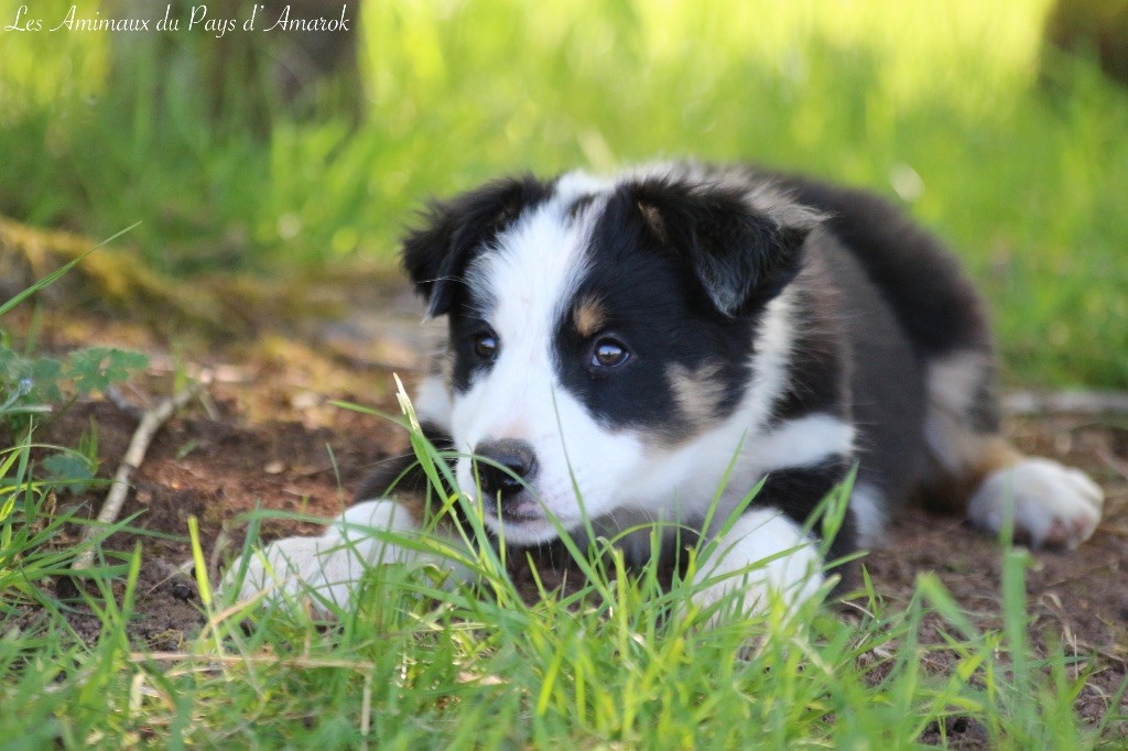 Du Pays D'Amarok - Chiots disponibles - Border Collie
