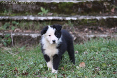 Apollo Creed du Pays d'Amarok