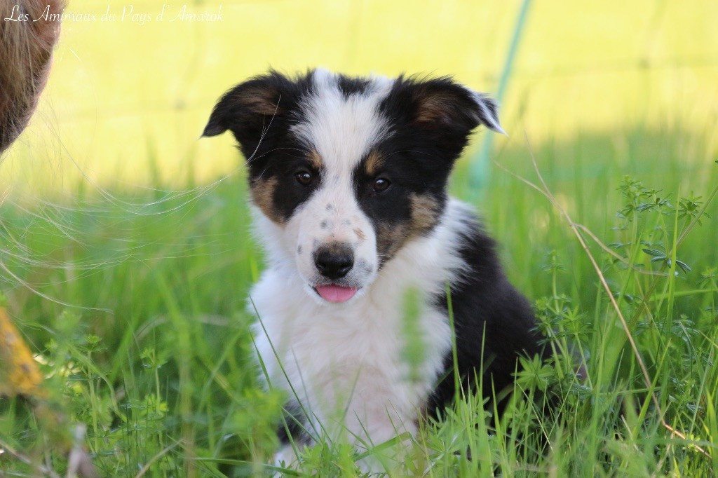 Du Pays D'Amarok - Chiots disponibles - Border Collie