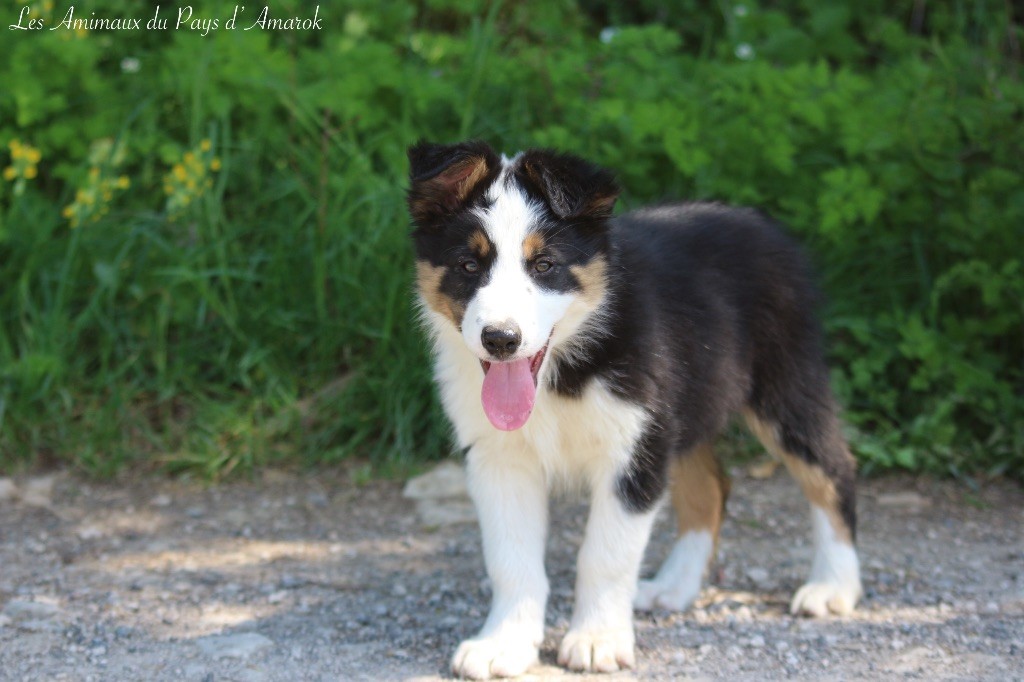 Du Pays D'Amarok - Chiots disponibles - Border Collie