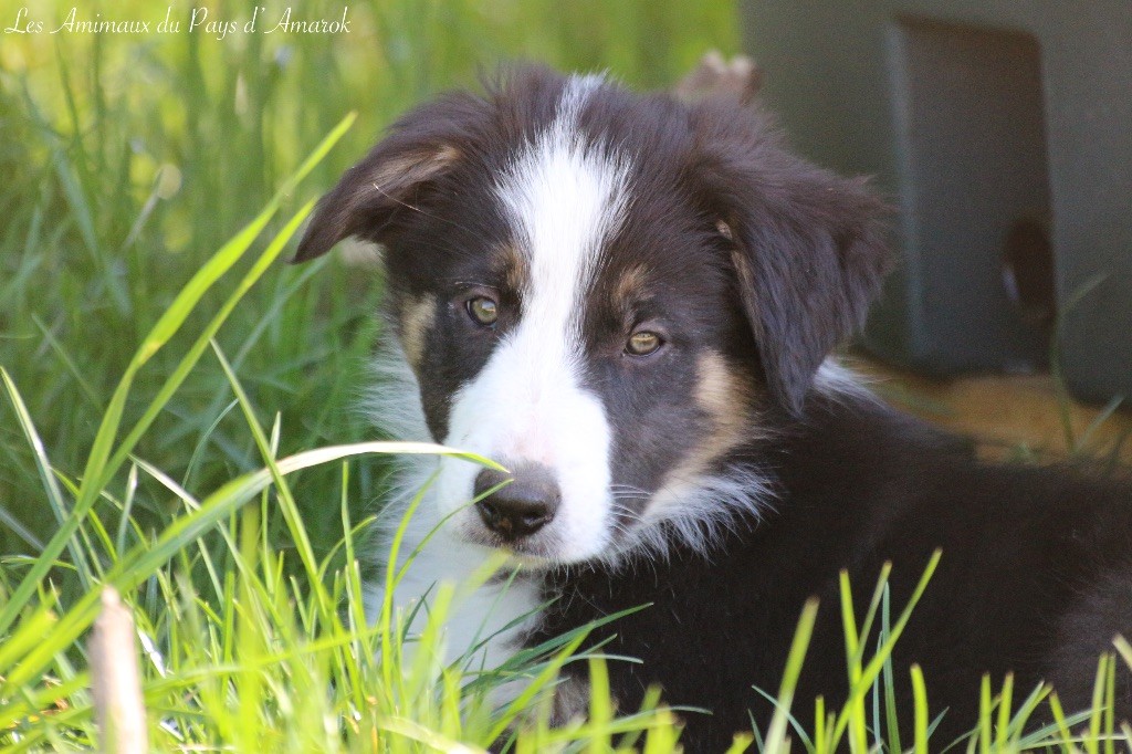 Du Pays D'Amarok - Chiots disponibles - Border Collie